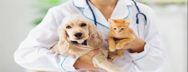 ветеринарные услуги в Полоцке и Новополоцке