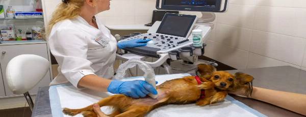 ветеринарные услуги в Полоцке и Новополоцке