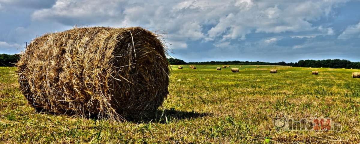 Пенсионер тягал сено с поля в Полоцком районе
