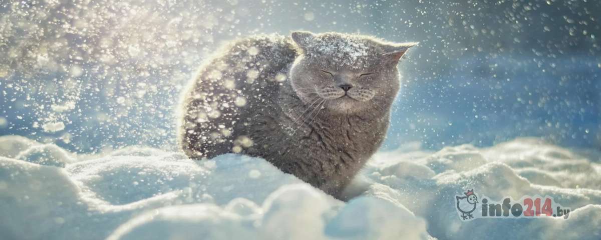 Снег в Беларуси