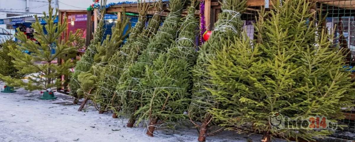 ели в Полоцке