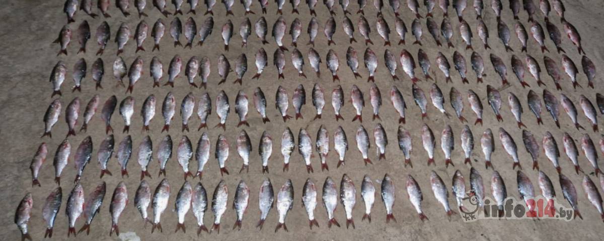 улов браконьеров