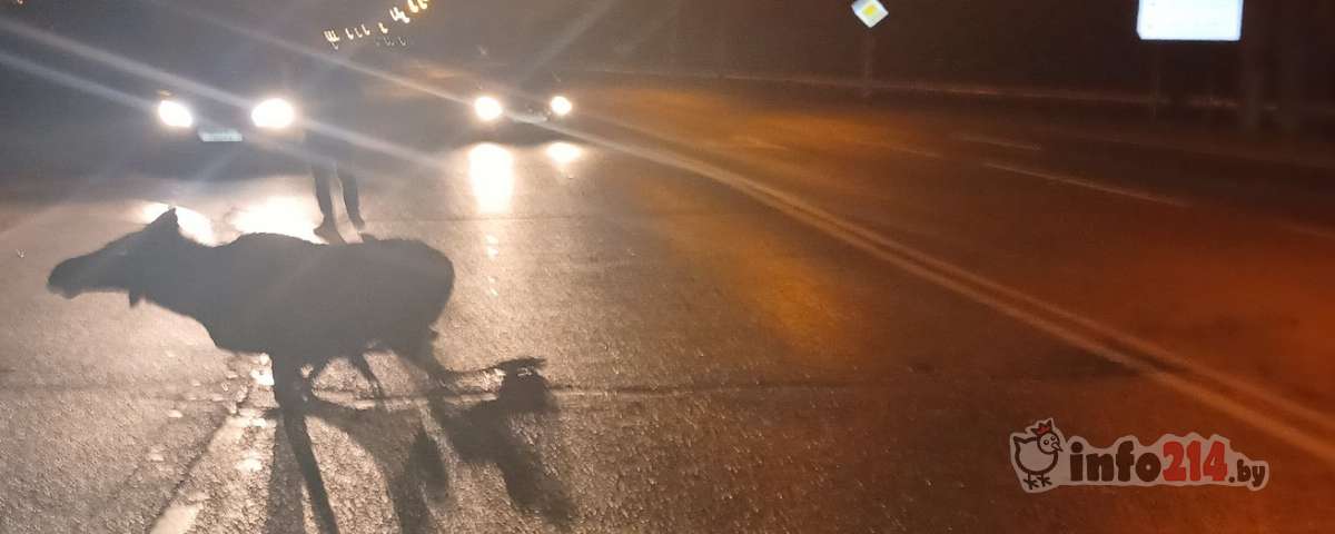 На подъезде к Нафтану сбили лося