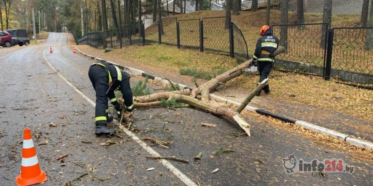 Работники МЧС занимались уборкой упавших деревьев