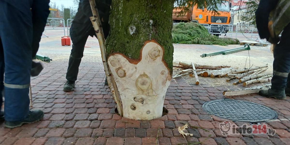 в полоцке установили елку