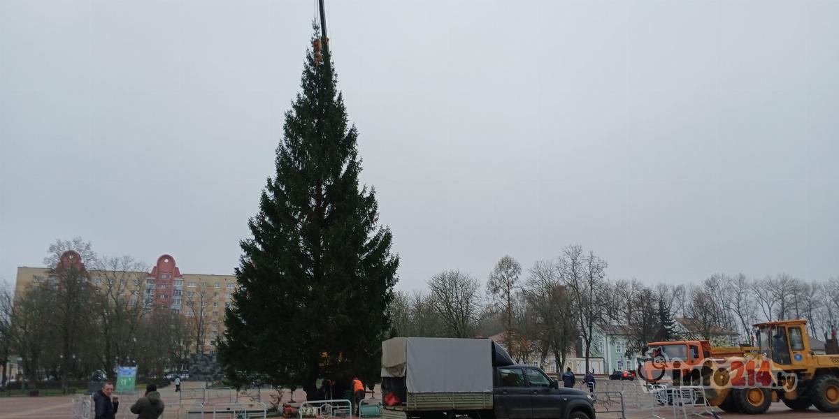 красивая ель в полоцке